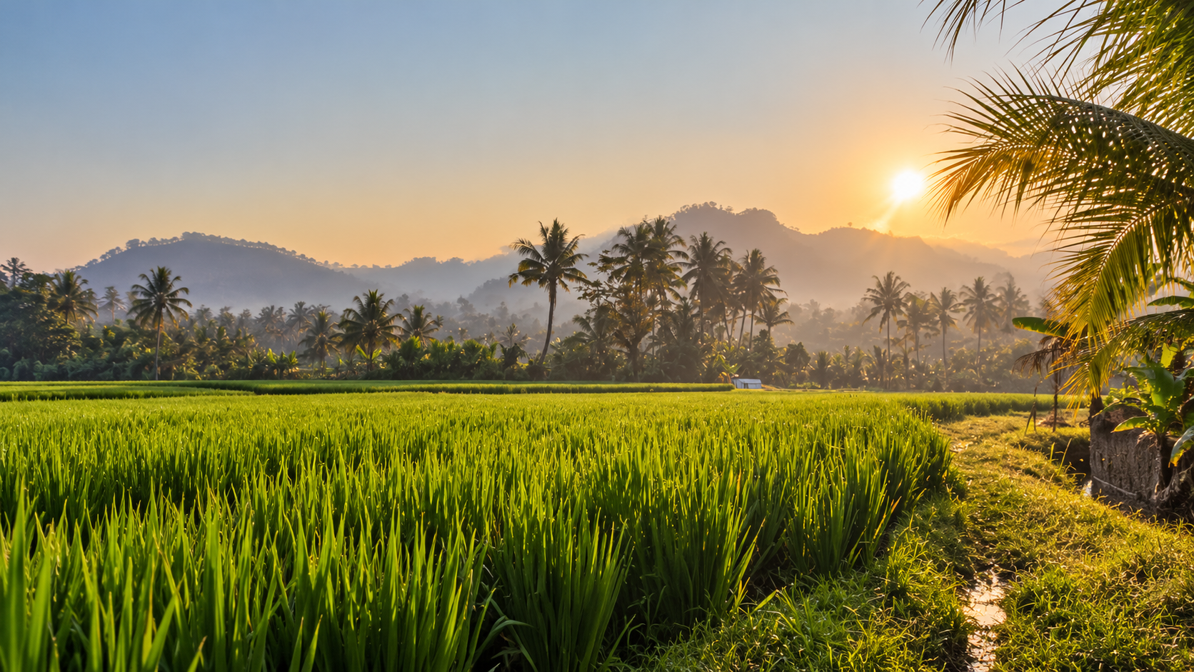Sunrise over green rice fields and palm trees in Sidemen, Bali